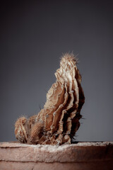 Dried cactus in a clay pot. Concept of dry skin, mental health problems, emotional burnout, dehydration. Lack of clean water and the environmental consequences of global warming.