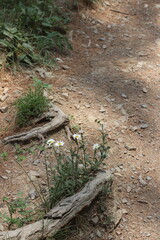 the path in the forest with daisies