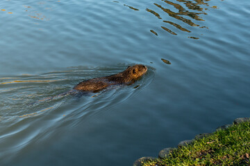 nuutria swimming in the lake © MIKE FOUQUE