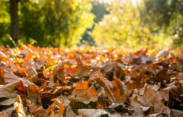 autumn leaves on the ground