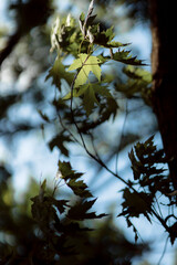 Beautiful foliage in green color. Nature background for your design. Color of the year 2025. 