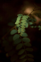 Beautiful foliage in green color. Nature background for your design. Color of the year 2025. 