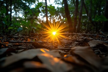 Obraz premium Sunlight breaking through trees, casting golden rays on forest floor