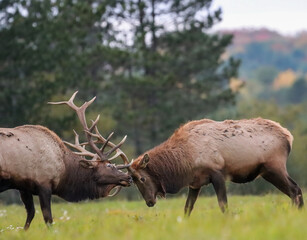 Magnificent Elk Bulls Battling Locking Horns Antlers Collide Rut Fight