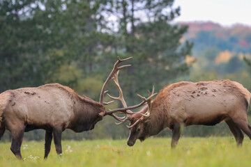 Magnificent Elk Bulls Battling Locking Horns Antlers Collide Rut Fight