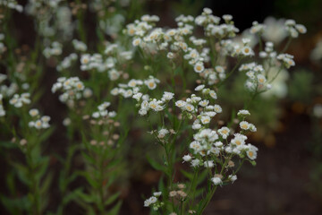 Chamomile field. Beautiful chamomile flowers close up. Folk medicine with wildflowers.