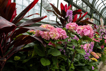 Greenhouse Glory; hydrangeas, canna and foxglove in a greenhouse