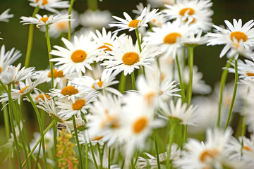 Fototapeta premium Flowers, floral and outdoor in nature, sprout and eco friendly in environment, growth and sustainability. Color, petals and blossom of plants, garden and ecosystem in spring, green and daisy in USA