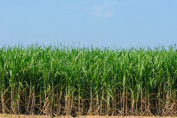 green wheat field