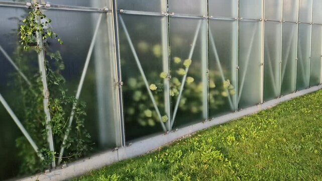 planting ornamental hydrangeas in a row along the house in a flower bed. stone limestone gray facade cladding. park gravel path in the historical park