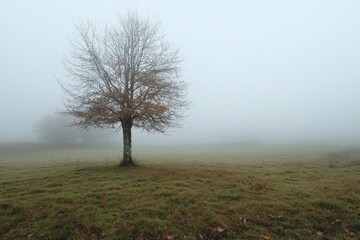 Fototapeta premium Fog Background in Nature