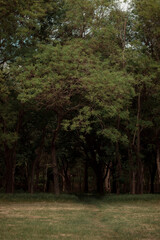 Autumn forest landscape. Yellowed leaves on trees in a national park. Orange and green shades of deep autumn. Calm and windless sunny weather.