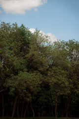 Autumn forest landscape. Yellowed leaves on trees in a national park. Orange and green shades of deep autumn. Calm and windless sunny weather.