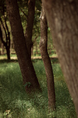 Autumn forest landscape. Yellowed leaves on trees in a national park. Orange and green shades of deep autumn. Calm and windless sunny weather.