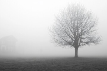 Fog Background in Nature