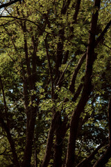Autumn forest landscape. Yellowed leaves on trees in a national park. Orange and green shades of deep autumn. Calm and windless sunny weather.