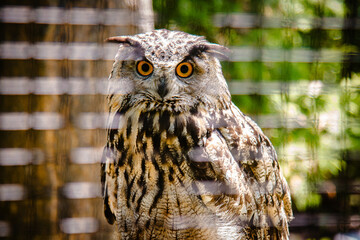 portrait of an owl