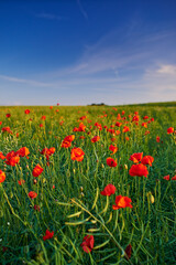 Poppy, blossom and autumn plant in nature garden with red, flower or bloom for morning growth. Blue sky, floral bush and fresh botany, petals and bush in field for ecology or countryside ecosystem
