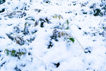 Winter landscape of a snowy park. The branches of bushes and trees are covered with a layer of white snow.