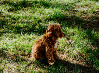 A small, fluffy brown dog maltipoo with a white patch on its chest sits on green grass