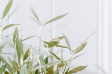 The branches of a young olive tree in front of a white background