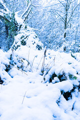 Winter landscape of a snowy park. The branches of bushes and trees are covered with a layer of white snow.
