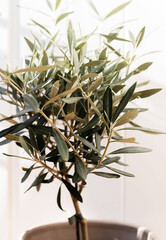 The young olive tree in front of a white background