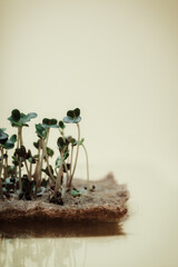 Sprouting microgreens at home on the windowsill. Miniature radish for salads and decoration of dishes. Genetic modification of plants.