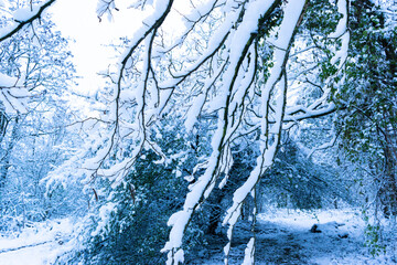 Winter landscape of a snowy park. The branches of bushes and trees are covered with a layer of white snow.