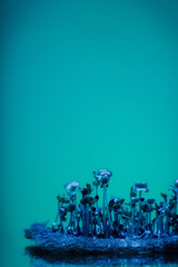 Sprouting microgreens at home on the windowsill. Miniature radish for salads and decoration of dishes. Genetic modification of plants.