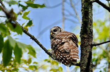 Barred owl perched in a tree in Ontario, Canada