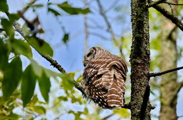 Barred owl perched in a tree in Ontario, Canada
