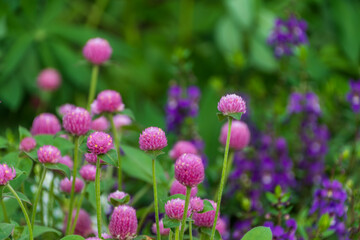 Vibrant Pink Globe Amaranth Blossoms