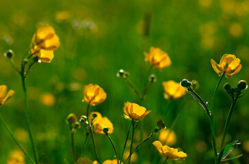 Wild yellow flower on the field