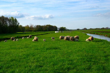 Obraz premium sheeps graze on a green meadow