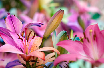 Colorful lilies on blurred floral