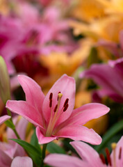 Colorful lilies on blurred floral