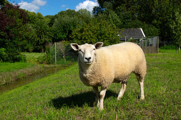 Obraz premium Sheep grazing on a farm