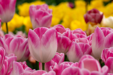 Tulips flowers blooming in the spring