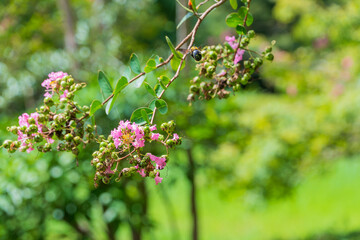 Summer Blooms with Buzzing Bee