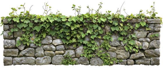 A rustic stone wall adorned with vibrant green ivy, creating a natural and textured appearance against a transparent background.