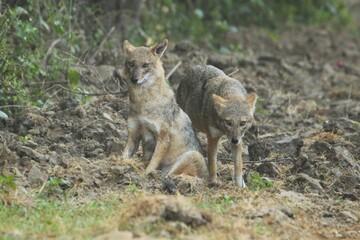black backed jackal