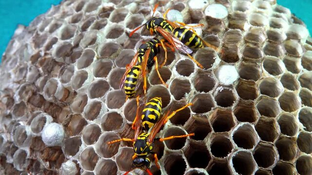 Paper wasp Polistes gallicus - Wasp nest with larvae and pupae in paper honeycomb