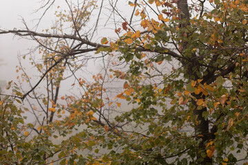fog and leaves on an autumn morning