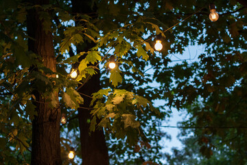 autumn on the city park. Ukraine Kyiv Park	