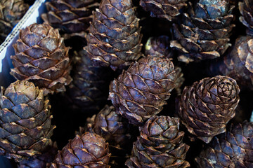 Cedar cones and nuts, autumn harvest, wild nuts