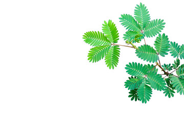 Mimosa pudica green foliage ( Shy plant) isolated on transparent background. PNG transparency