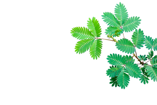 Mimosa pudica green foliage ( Shy plant) isolated on transparent background. PNG transparency