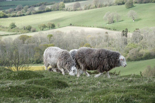 Herdwick sheep on Old Winchester Hill Hampshire England