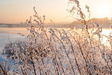 Dry plant covered with snow and frost outdoors on winter day, closeup.